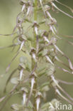 Lizard Orchid (Himantoglossum hircinum)