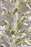 Lizard Orchid (Himantoglossum hircinum)