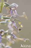 Lizard Orchid (Himantoglossum hircinum)