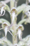 Lizard Orchid (Himantoglossum hircinum)