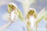 Lizard Orchid (Himantoglossum hircinum)