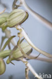 Lizard Orchid (Himantoglossum hircinum)