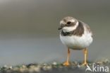 Bontbekplevier (Charadrius hiaticula)