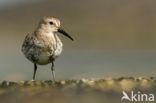 Dunlin (Calidris alpina)