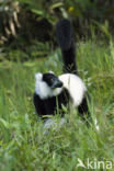 Ruffed Lemur (Varecia variegata)