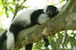 Ruffed Lemur (Varecia variegata)