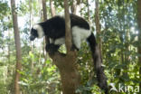 Ruffed Lemur (Varecia variegata)