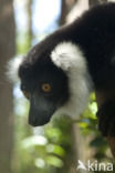 Ruffed Lemur (Varecia variegata)