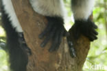 Ruffed Lemur (Varecia variegata)