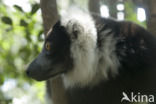 Ruffed Lemur (Varecia variegata)