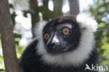 Ruffed Lemur (Varecia variegata)