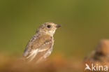 Bonte Vliegenvanger (Ficedula hypoleuca)