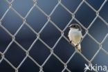 European Pied Flycatcher (Ficedula hypoleuca)