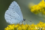 Holly Blue (Celastrina argiolus)