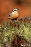 Eurasian Nuthatch (Sitta europaea)