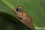 Boophis picturatus