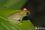 Boophis viridis