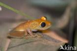 Boophis viridis