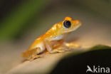 Boophis viridis