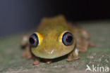 Boophis viridis