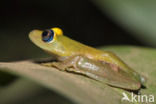 Boophis viridis