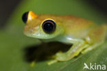 Boophis viridis