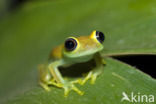 Boophis viridis