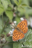 Marbled Fritillary (Brenthis daphne)