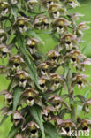 Brede wespenorchis (Epipactis helleborine)