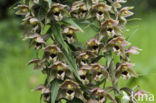 Brede wespenorchis (Epipactis helleborine)