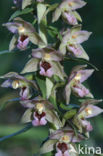 Brede wespenorchis (Epipactis helleborine)