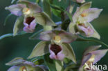 Brede wespenorchis (Epipactis helleborine)