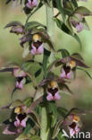 Brede wespenorchis (Epipactis helleborine)