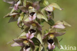 Brede wespenorchis (Epipactis helleborine)