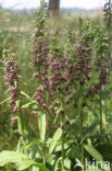 Brede wespenorchis (Epipactis helleborine)