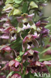 Brede wespenorchis (Epipactis helleborine)