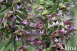 Brede wespenorchis (Epipactis helleborine)