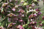 Brede wespenorchis (Epipactis helleborine)