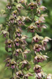 Brede wespenorchis (Epipactis helleborine)