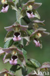 Brede wespenorchis (Epipactis helleborine)