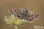 Bretons spikkeldikkopje (Pyrgus armoricanus)