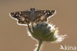 Oberthur s Grizzled Skipper (Pyrgus armoricanus)