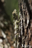 Brookesia nasus