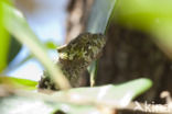 Brookesia nasus