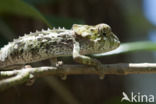 Brookesia nasus