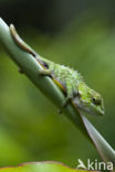 Brookesia nasus