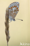 Bruin blauwtje (Aricia agestis)