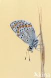 Bruin blauwtje (Aricia agestis)