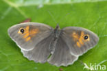 Meadow Brown (Maniola jurtina)