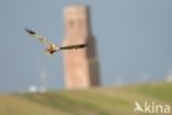 Bruine Kiekendief (Circus aeruginosus)